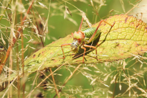Ephippiger diurnus © Bastien Moisan
