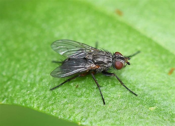 Tricogena rubricosa (Meigen, 1824) &copy; Louis Westgeest