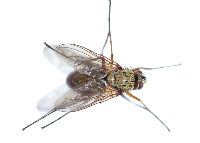 Dexia rustica (Fabricius, 1775) &copy; Dick Belgers