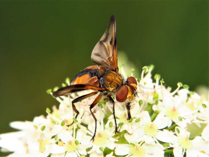 Ectophasia crassipennis (Fabricius, 1794) &copy; Martien van den Heuvel