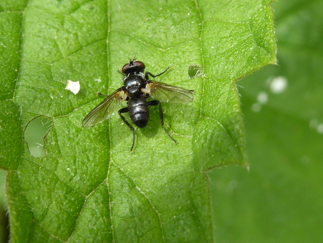 Phania funesta (Meigen, 1824) &copy; Tjerk Nawijn
