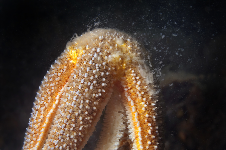 Asterias rubens Linnaeus, 1758 &copy; Marion Haarsma