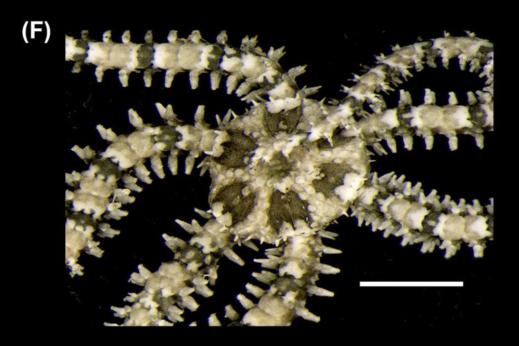 Amphipholis squamata (Delle Chiaje, 1828) &copy; Costa DA, Dolbeth M, Prata J, da Silva FA, da Silva GMB, de Freitas PRS, Christoffersen ML, de Lima SFB, Massei K, de Lucena RFP