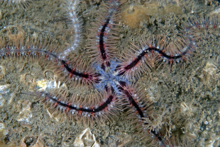 Ophiothrix fragilis (Abildgaard in O.F. Müller, 1789) &copy; Marion Haarsma