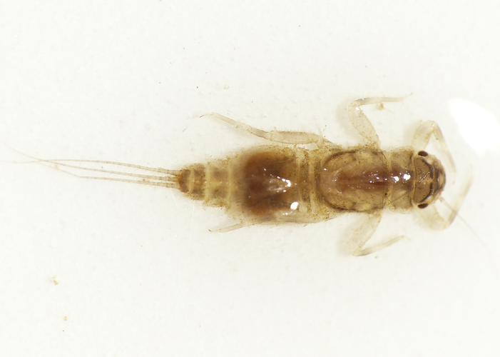 Caenis luctuosa (Burmeister, 1839) &copy; Dick Belgers