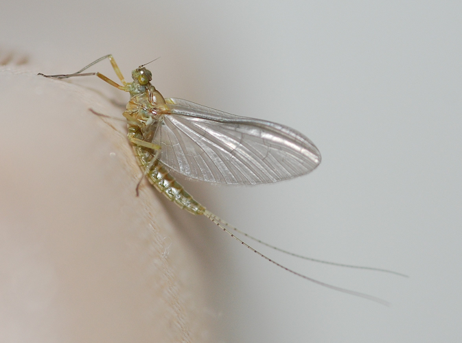 Cloeon dipterum (Linnaeus, 1761) &copy; Louis Westgeest