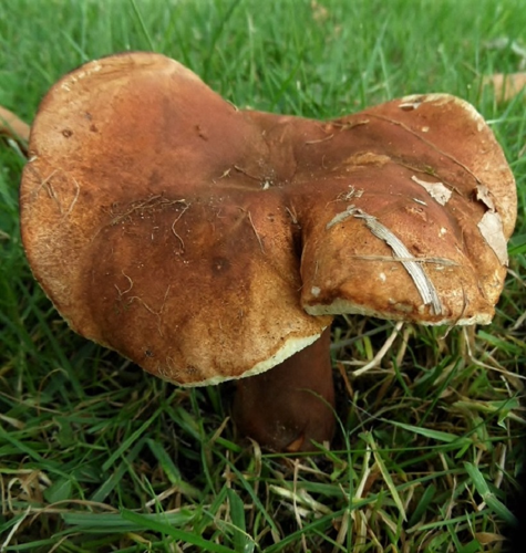 Gyroporus castaneus (Bull.) Quél., 1886 &copy; Ab Neutel