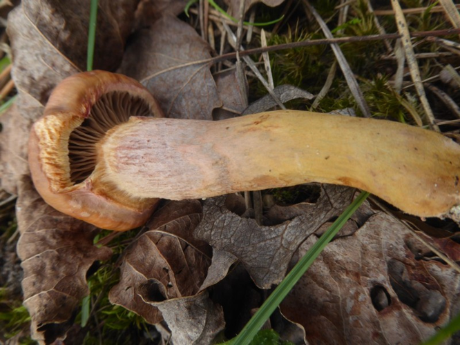 Gomphidius rutilus (Schaeff.) S.Lundell, 1937 &copy; Tjerk Nawijn