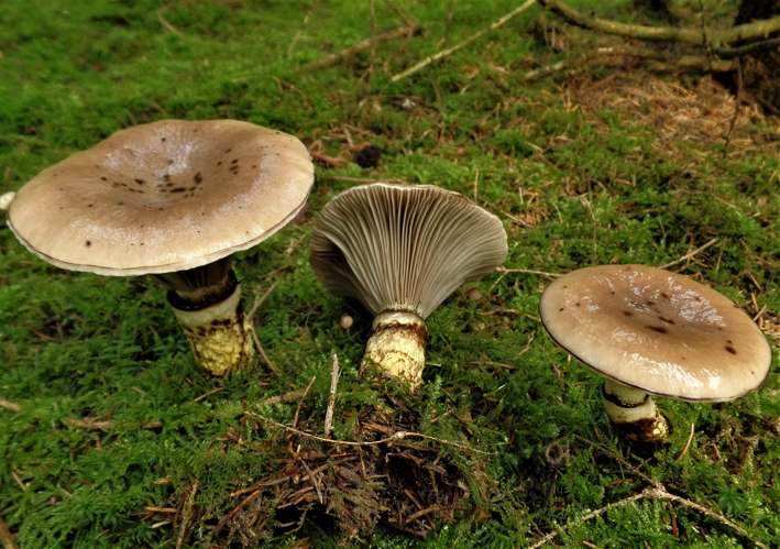 Gomphidius glutinosus (Schaeff.) Fr., 1838 &copy; Ab Neutel