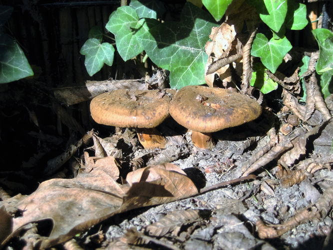 Paxillus involutus (Batsch) Fr., 1838 &copy; Martien van den Heuvel