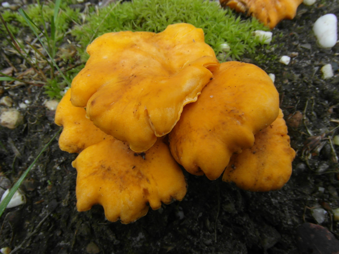 Cantharellus cibarius Fr., 1821 &copy; Tjerk Nawijn