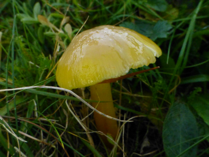 Hygrocybe chlorophana (Fr.) Wünsche, 1877 &copy; Tjerk Nawijn