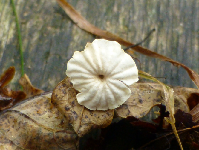 Marasmius rotula (Scop.) Fr., 1838 &copy; Tjerk Nawijn