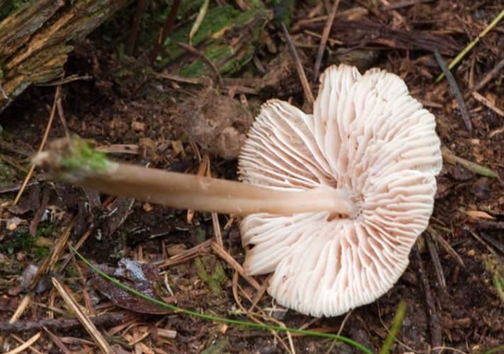 Mycena galericulata (Scop.) Gray, 1821 &copy; Wijnand van Buuren