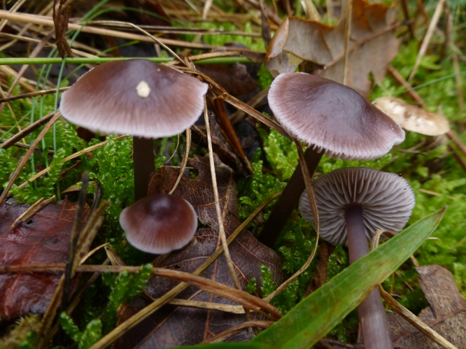 Mycena pura (Pers.) P.Kumm., 1871 &copy; Tjerk Nawijn