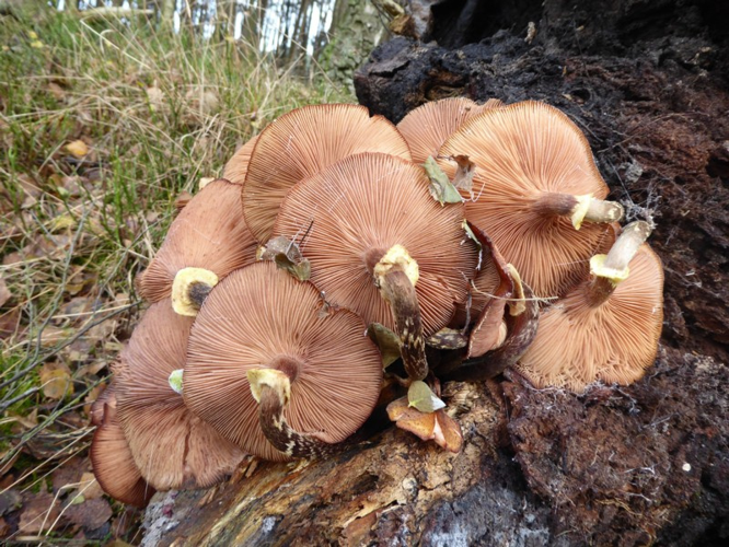 Armillaria mellea (Vahl) P.Kumm., 1871 &copy; Tjerk Nawijn