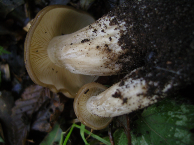 Lyophyllum decastes (Fr.) Singer, 1951 &copy; Tjerk Nawijn