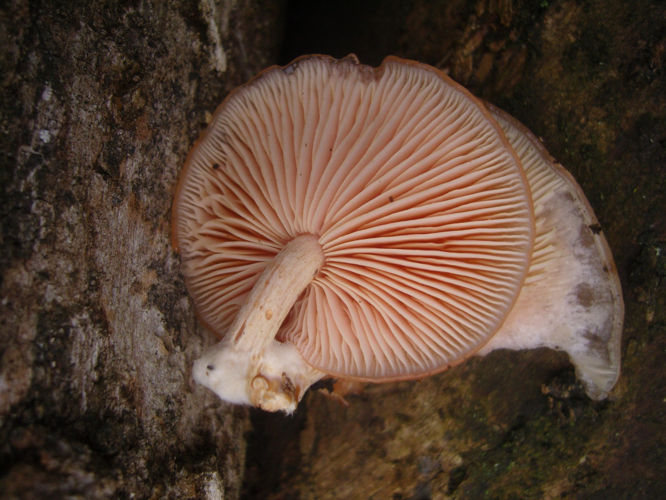 Rhodotus palmatus (Bull.) Maire, 1926 &copy; Tjerk Nawijn