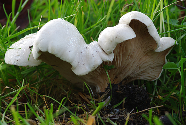 Clitopilus prunulus (Scop.) P.Kumm., 1871 &copy; Hans Adema