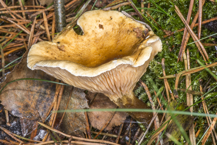 Hygrophoropsis aurantiaca (Wulfen) Maire., 1921 &copy; Piet J. Ashouwer