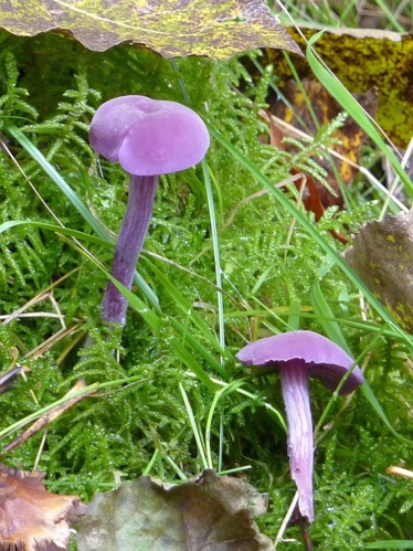 Laccaria amethystea (Bull.) Murrill, 1914 &copy; Hans Jonkman