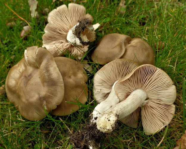 Entoloma rhodopolium (Fr.) P.Kumm., 1871 &copy; Ab Neutel