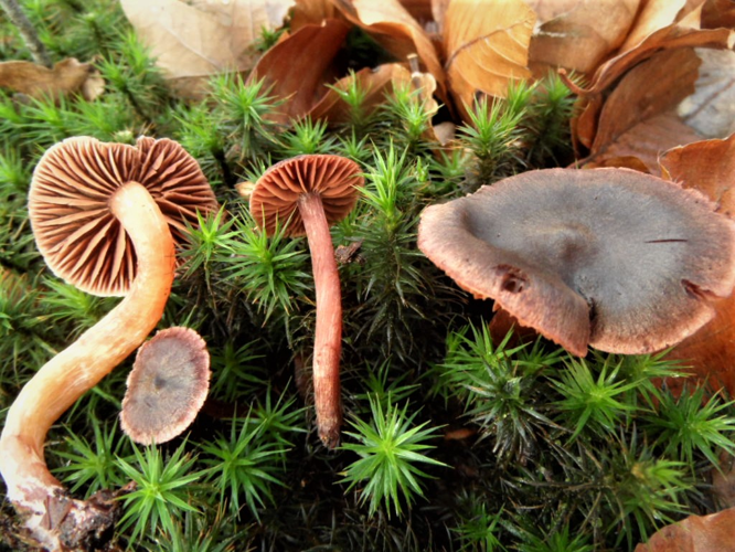 Cortinarius anthracinus Fr., 1838 &copy; Ab Neutel