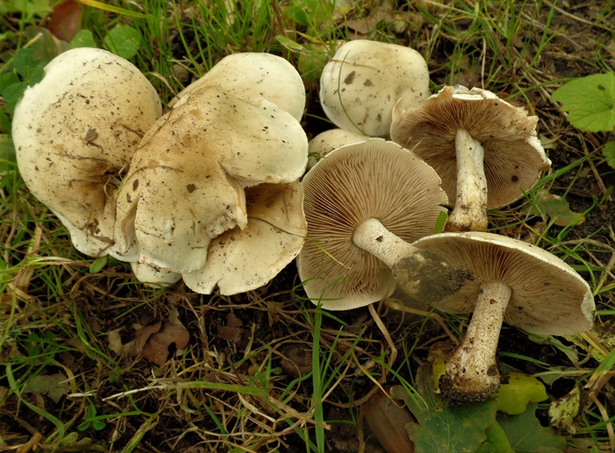 Hebeloma crustuliniforme (Bull.) Quél., 1872 &copy; Ab Neutel