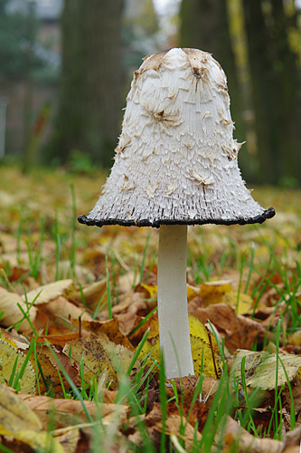 Coprinus comatus (O.F.Müll.) Pers., 1797 &copy; Hans Adema