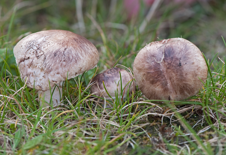 Agaricus cupreobrunneus (Jul.Schäff. & Steer) Pilát, 1951 &copy; Wijnand van Buuren