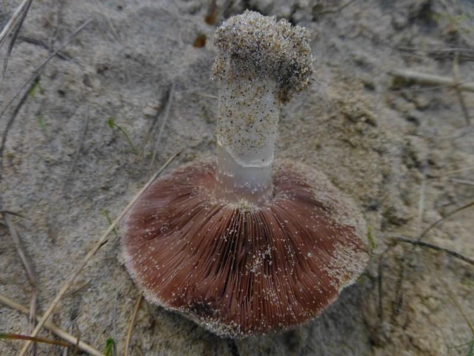 Agaricus devoniensis P.D.Orton, 1960 &copy; Tjerk Nawijn