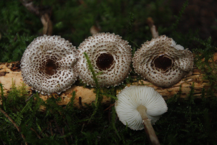 Lepiota felina (Pers.) P.Karst., 1879 &copy; Tjerk Nawijn