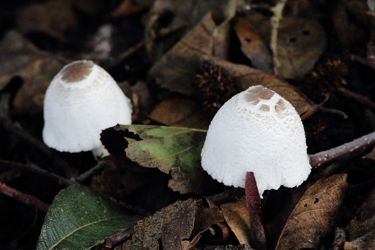 Lepiota brebissonii Godey, 1874 &copy; Hans van der Meulen