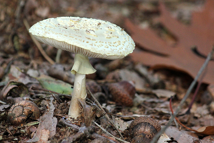 Amanita citrina Pers., 1797 &copy; Annemieke Hoozemans
