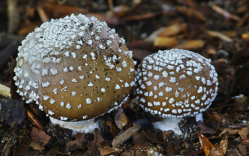 Amanita pantherina (DC.) Krombh., 1846 &copy; Hans Adema