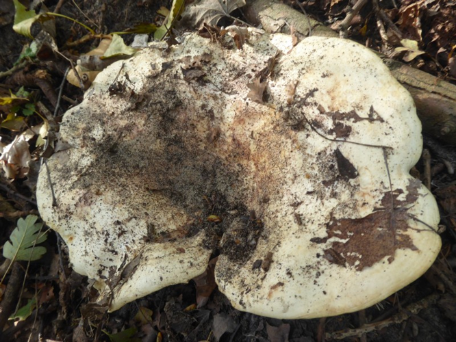 Lactarius controversus Pers., 1800 &copy; Tjerk Nawijn