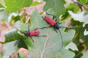 Couple. Chênaie pubecente, Lot. © J. Touroult