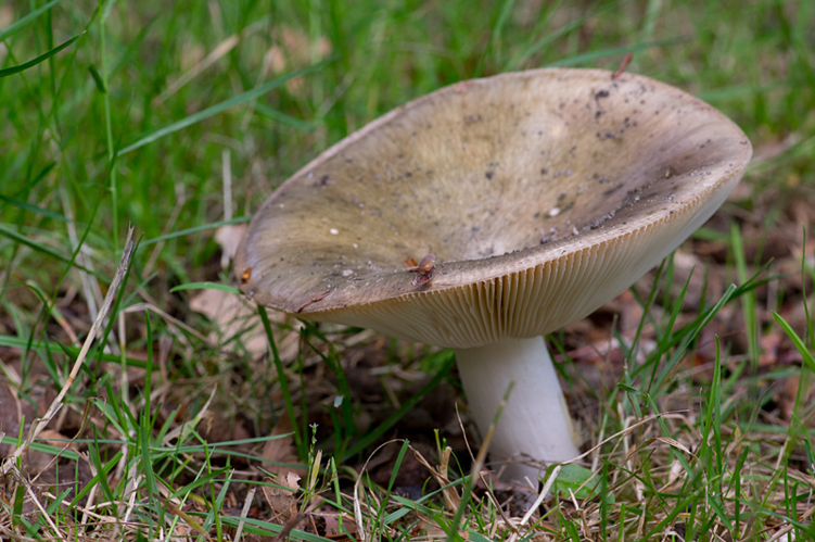 Russula cyanoxantha (Schaeff.) Fr., 1863 &copy; Hans Adema