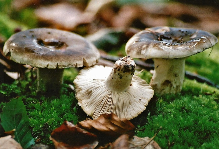 Russula densifolia Secr. ex Gillet, 1876 &copy; Ab Neutel