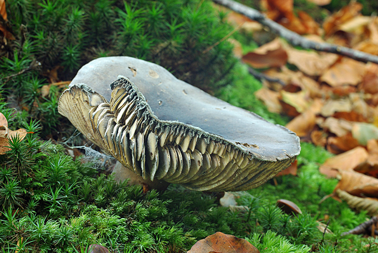 Russula nigricans Fr., 1838 &copy; Hans Adema
