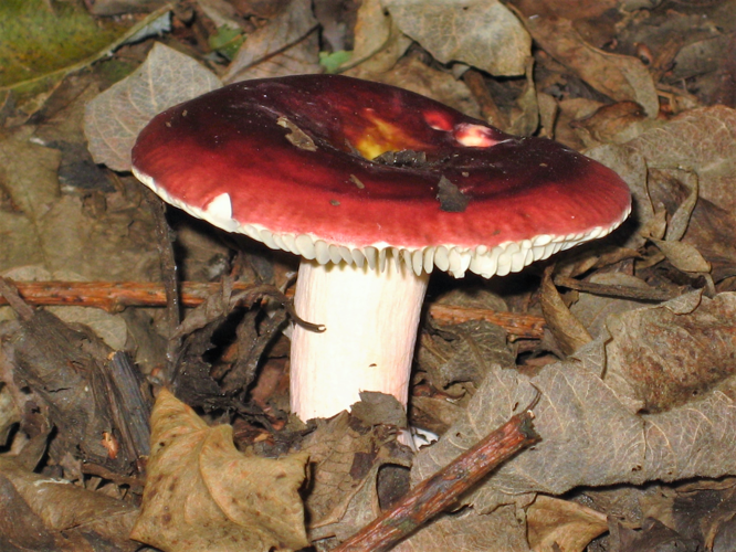 Russula vesca Fr., 1836 &copy; Martien van den Heuvel