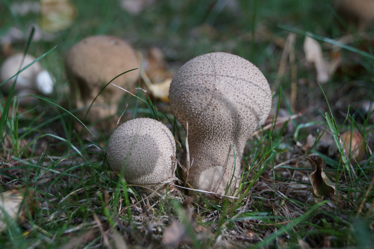 Lycoperdon perlatum Pers., 1796 &copy; J.M.D. (Jan) van Es