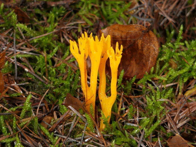 Calocera viscosa (Pers.) Fr., 1821 &copy; Dick Belgers