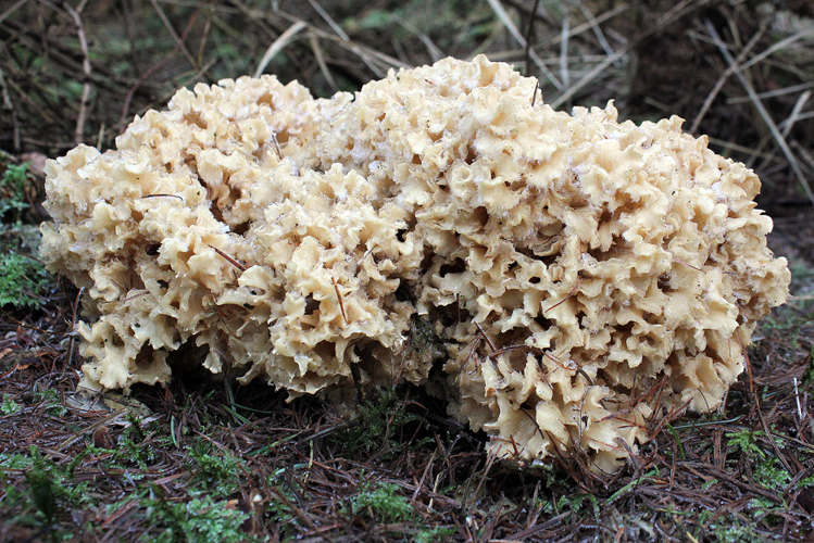 Sparassis crispa (Wulfen) Fr., 1821 &copy; Annemieke Hoozemans