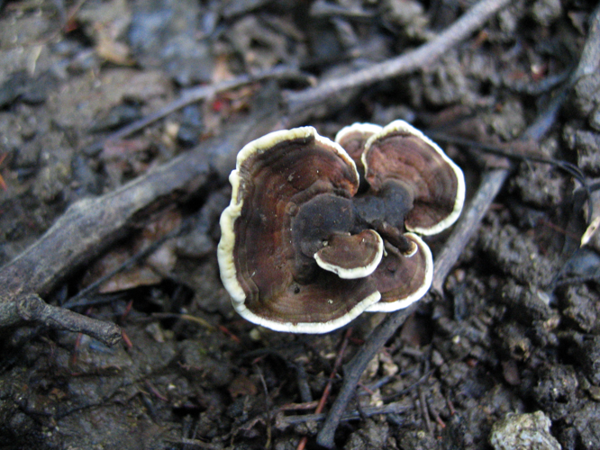 Trametes versicolor (L.) Lloyd, 1921 &copy; Carel de Haseth