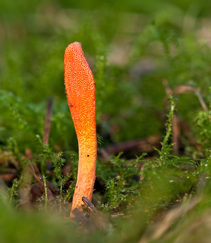 Cordyceps militaris (L.) Fr., 1818 &copy; Wijnand van Buuren