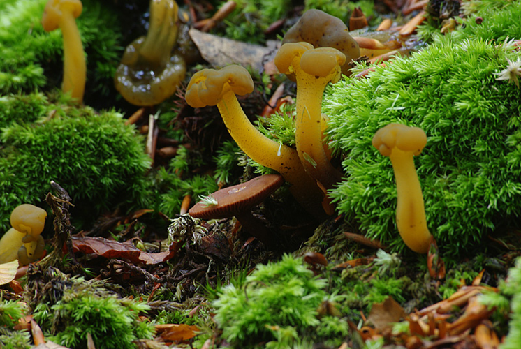 Leotia lubrica (Scop.) Pers., 1794 &copy; Hans Adema