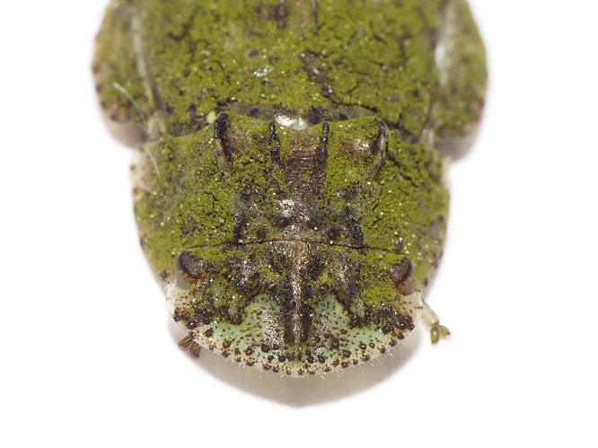 Ledra aurita (Linnaeus, 1758) &copy; Dick Belgers