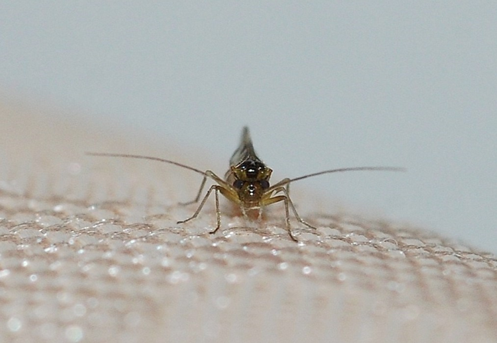 Graphopsocus cruciatus (Linnaeus, 1768) &copy; Louis Westgeest