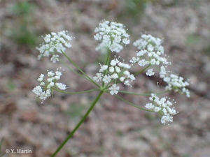<i>Conopodium majus</i> (Gouan) Loret, 1886 © 